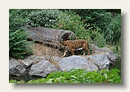 berlin_zoo_01