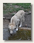 berlin_zoo_04