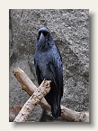 berlin_zoo_08