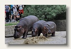 berlin_zoo_09