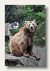 berlin_zoo_12