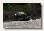 berlin_zoo_13