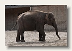 berlin_zoo_15
