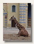 berlin_zoo_16