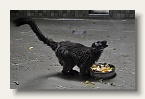 berlin_zoo_17