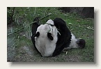berlin_zoo_18