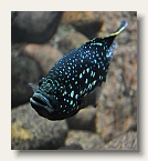 berlin_zoo_20