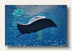 berlin_zoo_22