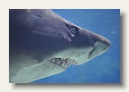 berlin_zoo_24