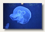 berlin_zoo_26